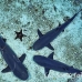 shark_whitetip_reef_alc_ci_h_0140_cos1429.jpg